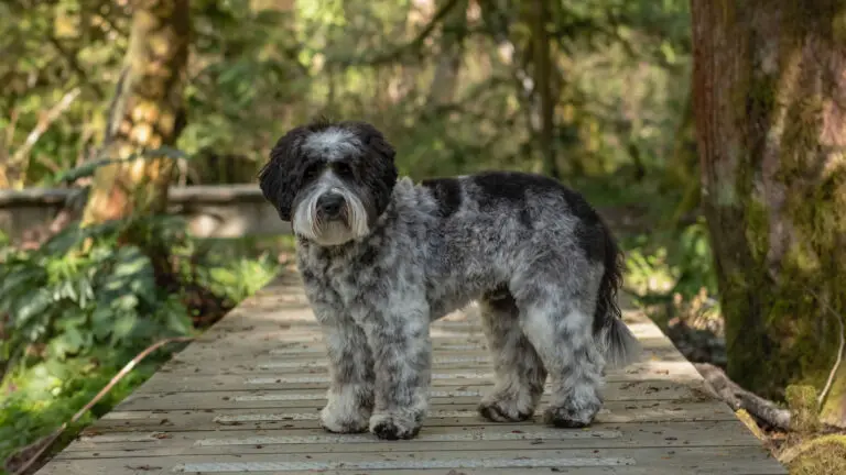 Black white mottled Australian Labradoodle