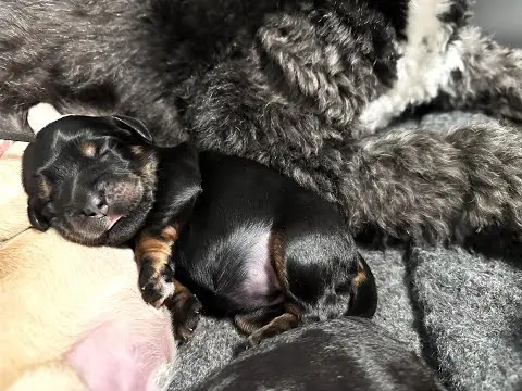 We post the videos and pictures with an automation so we can't accurately describe the image, but it is safe to say their are cute puppies in it!