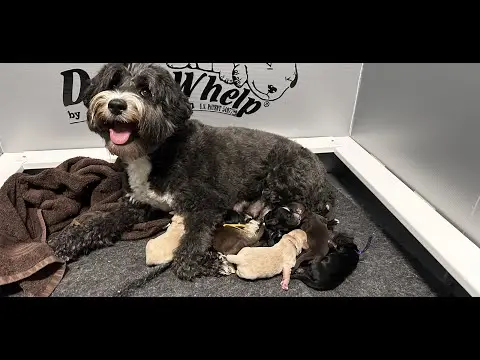 We post the videos and pictures with an automation so we can't accurately describe the image, but it is safe to say their are cute puppies in it!