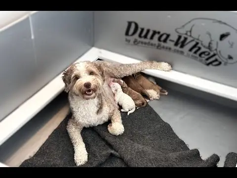 We post the videos and pictures with an automation so we can't accurately describe the image, but it is safe to say their are cute puppies in it!