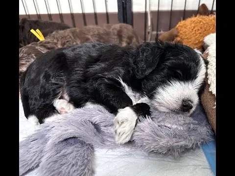 We post the videos and pictures with an automation so we can't accurately describe the image, but it is safe to say their are cute puppies in it!