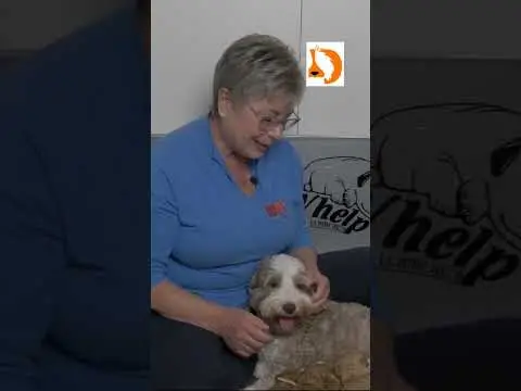 We post the videos and pictures with an automation so we can't accurately describe the image, but it is safe to say their are cute puppies in it!