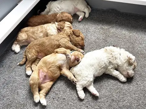 We post the videos and pictures with an automation so we can't accurately describe the image, but it is safe to say their are cute puppies in it!