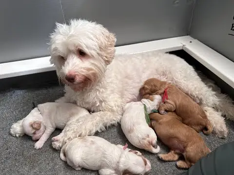 We post the videos and pictures with an automation so we can't accurately describe the image, but it is safe to say their are cute puppies in it!