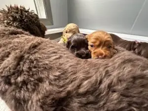 We post the videos and pictures with an automation so we can't accurately describe the image, but it is safe to say their are cute puppies in it!