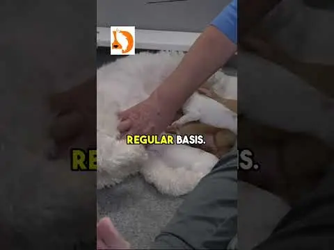 We post the videos and pictures with an automation so we can't accurately describe the image, but it is safe to say their are cute puppies in it!