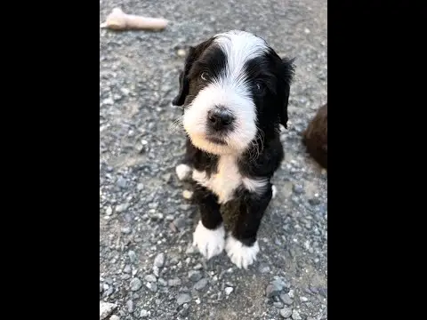 We post the videos and pictures with an automation so we can't accurately describe the image, but it is safe to say their are cute puppies in it!