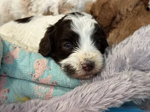 We post the videos and pictures with an automation so we can't accurately describe the image, but it is safe to say their are cute puppies in it!