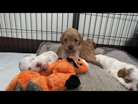 We post the videos and pictures with an automation so we can't accurately describe the image, but it is safe to say their are cute puppies in it!