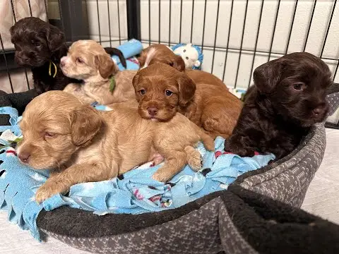 We post the videos and pictures with an automation so we can't accurately describe the image, but it is safe to say their are cute puppies in it!