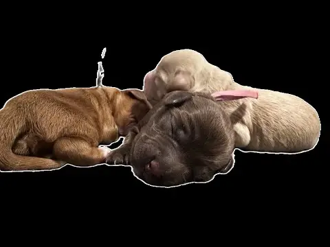 We post the videos and pictures with an automation so we can't accurately describe the image, but it is safe to say their are cute puppies in it!