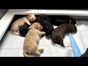 We post the videos and pictures with an automation so we can't accurately describe the image, but it is safe to say their are cute puppies in it!