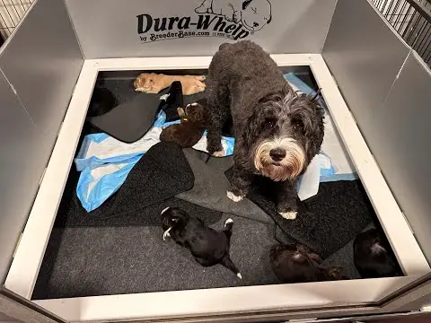 We post the videos and pictures with an automation so we can't accurately describe the image, but it is safe to say their are cute puppies in it!