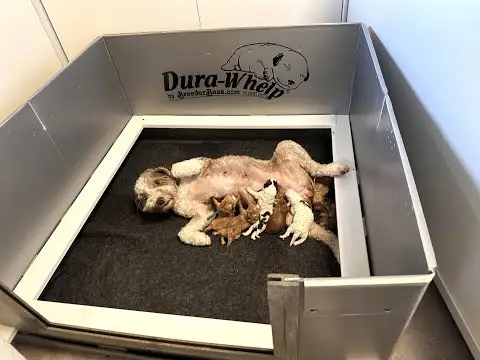 We post the videos and pictures with an automation so we can't accurately describe the image, but it is safe to say their are cute puppies in it!