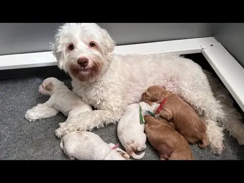 We post the videos and pictures with an automation so we can't accurately describe the image, but it is safe to say their are cute puppies in it!