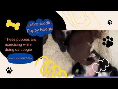 We post the videos and pictures with an automation so we can't accurately describe the image, but it is safe to say their are cute puppies in it!