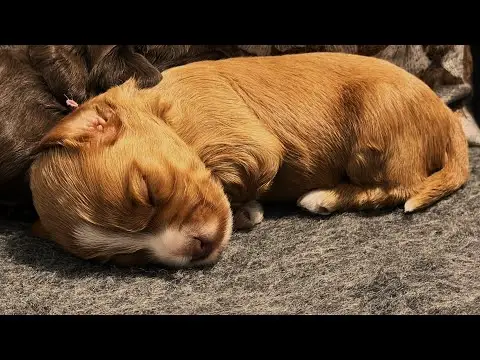 We post the videos and pictures with an automation so we can't accurately describe the image, but it is safe to say their are cute puppies in it!