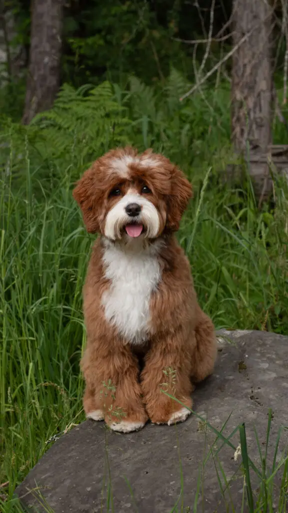 Red and white tuxedo Australian Labradoodle in grass