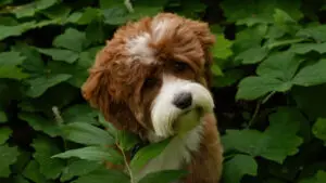 Red tuxedo Australian labradoodle with head tilted in a forest setting