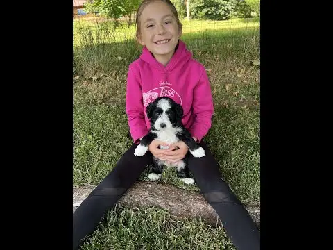 We post the videos and pictures with an automation so we can't accurately describe the image, but it is safe to say their are cute puppies in it!