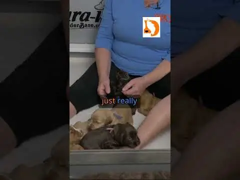 We post the videos and pictures with an automation so we can't accurately describe the image, but it is safe to say their are cute puppies in it!