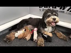 We post the videos and pictures with an automation so we can't accurately describe the image, but it is safe to say their are cute puppies in it!