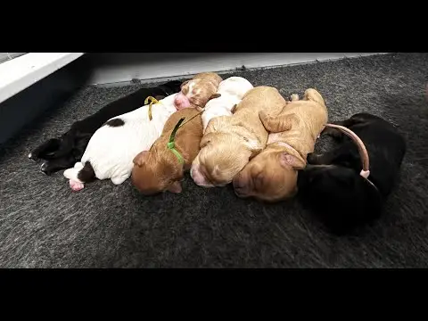 We post the videos and pictures with an automation so we can't accurately describe the image, but it is safe to say their are cute puppies in it!