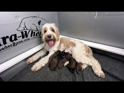 We post the videos and pictures with an automation so we can't accurately describe the image, but it is safe to say their are cute puppies in it!