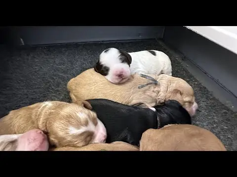 We post the videos and pictures with an automation so we can't accurately describe the image, but it is safe to say their are cute puppies in it!