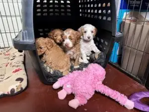 We post the videos and pictures with an automation so we can't accurately describe the image, but it is safe to say their are cute puppies in it!