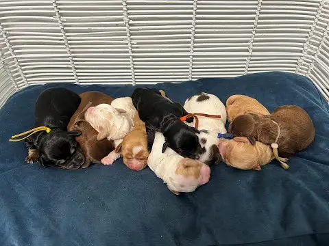 We post the videos and pictures with an automation so we can't accurately describe the image, but it is safe to say their are cute puppies in it!