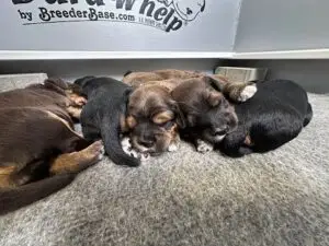 We post the videos and pictures with an automation so we can't accurately describe the image, but it is safe to say their are cute puppies in it!