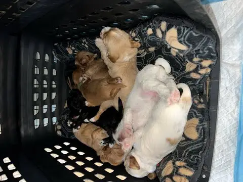 We post the videos and pictures with an automation so we can't accurately describe the image, but it is safe to say their are cute puppies in it!