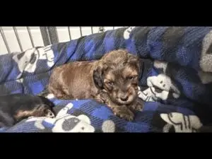 We post the videos and pictures with an automation so we can't accurately describe the image, but it is safe to say their are cute puppies in it!