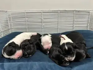 We post the videos and pictures with an automation so we can't accurately describe the image, but it is safe to say their are cute puppies in it!