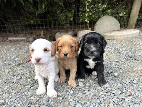 We post the videos and pictures with an automation so we can't accurately describe the image, but it is safe to say their are cute puppies in it!