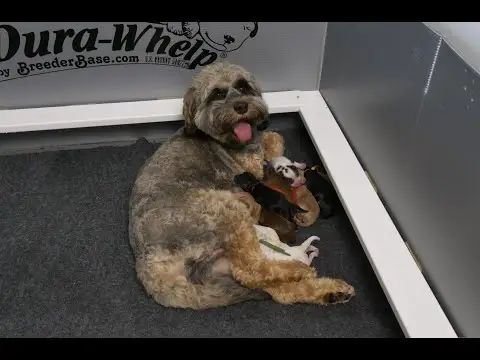 We post the videos and pictures with an automation so we can't accurately describe the image, but it is safe to say their are cute puppies in it!