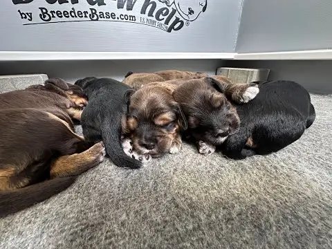 We post the videos and pictures with an automation so we can't accurately describe the image, but it is safe to say their are cute puppies in it!