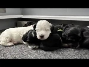 We post the videos and pictures with an automation so we can't accurately describe the image, but it is safe to say their are cute puppies in it!