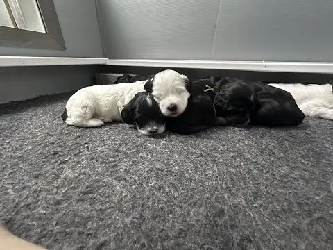 We post the videos and pictures with an automation so we can't accurately describe the image, but it is safe to say their are cute puppies in it!