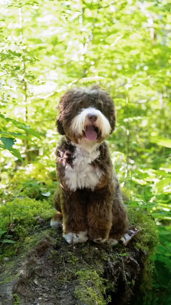 Chocolate tri Australian Labradoodle in the forest