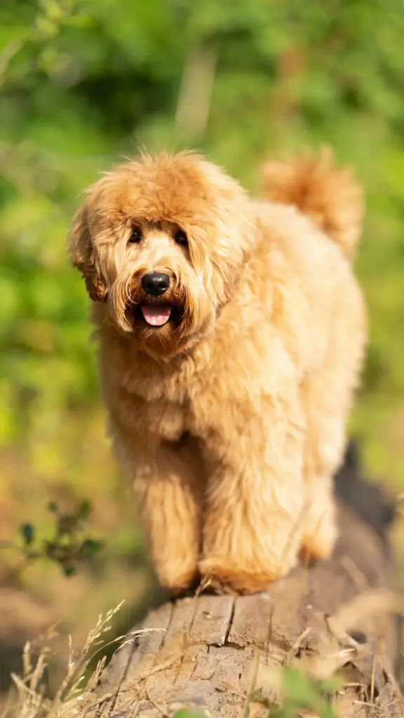Apricot Australian Labradoodle standing on a log