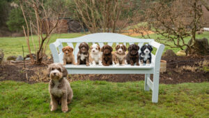 A bench with a litter of Australian Labradoodle puppies sitting on it. They are in all different colours