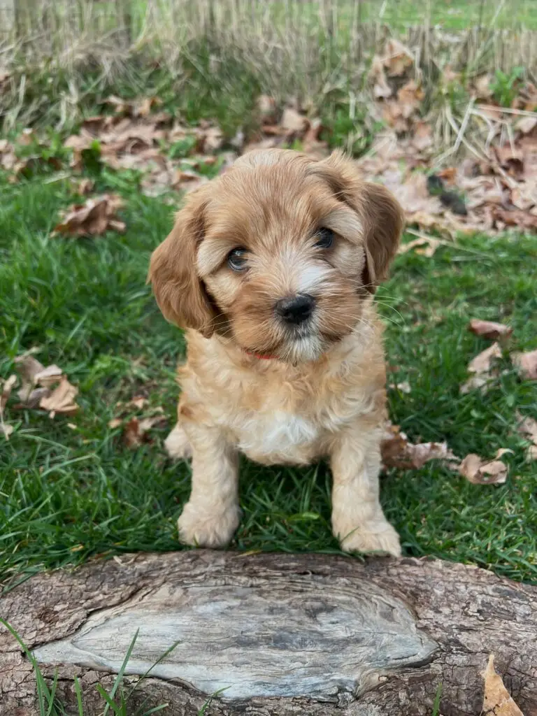 Apricot Australian Labradoodle puppy sitting on the grass
