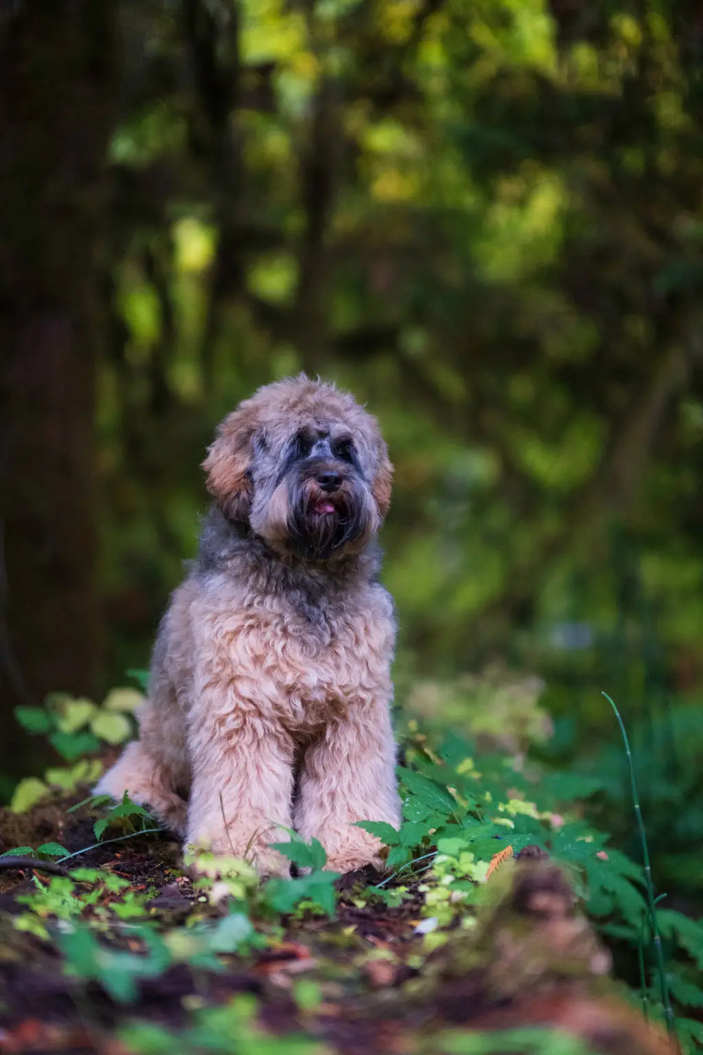 Black sable mini labradoodle in a forest setting