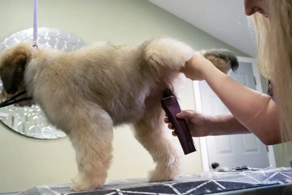 Labradoodle puppy being groomed under their back leg