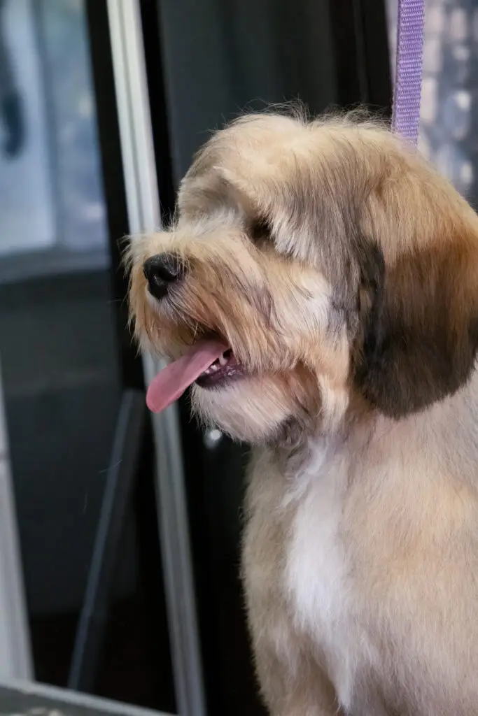 Labradoodle puppy having their head groomed