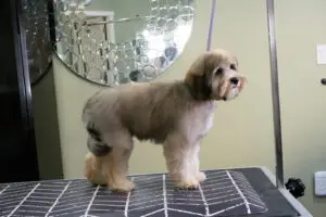 Labradoodle puppy after being groomed