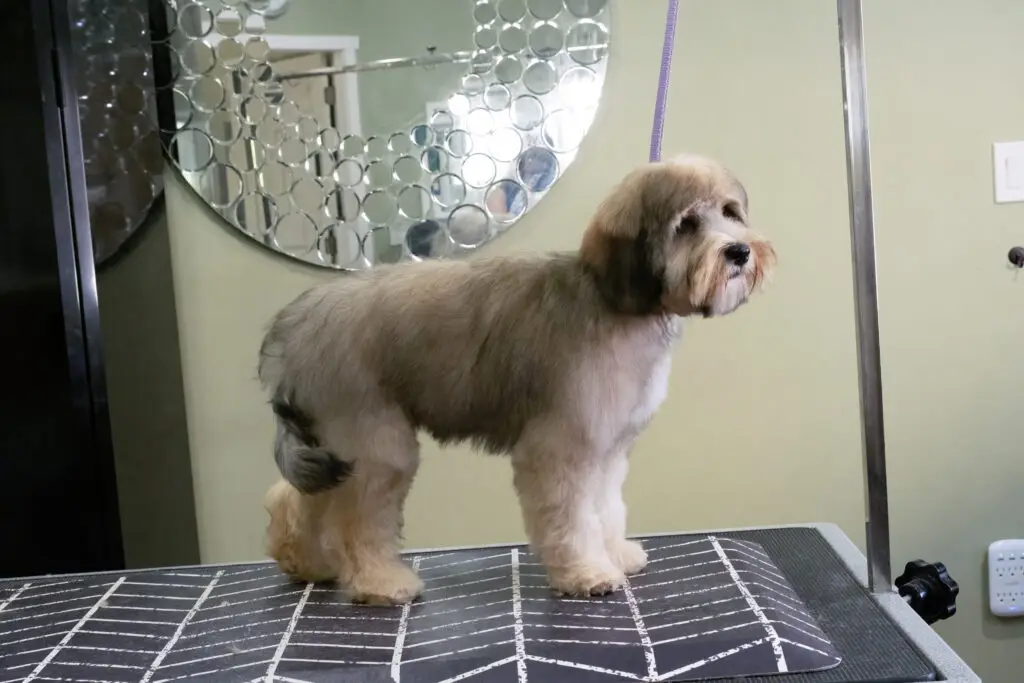 Labradoodle puppy freshly groomed