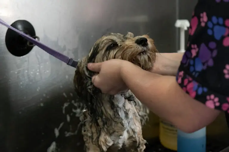 Labradoodle being bathed